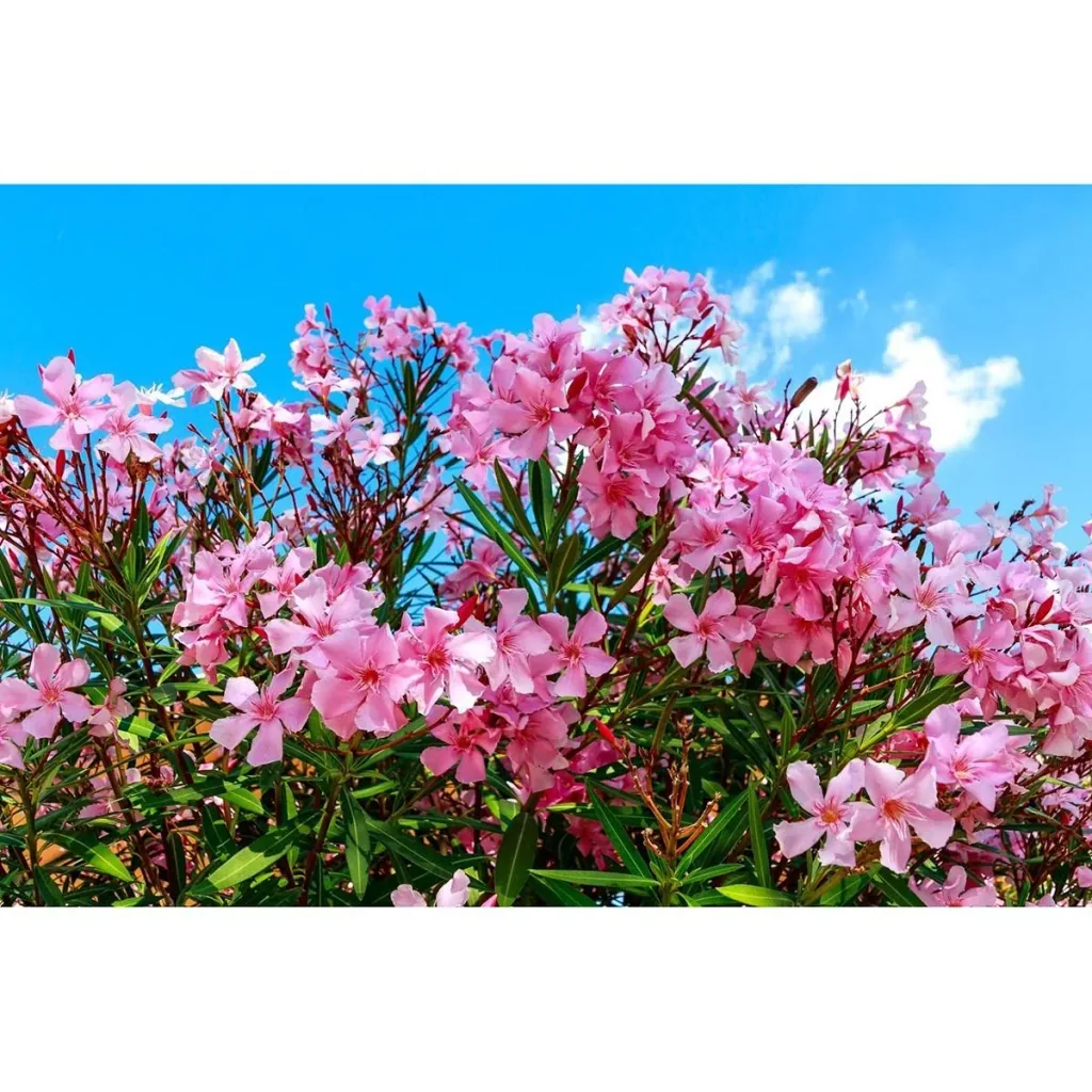 Flower-up Tropical Nerium oleander Pflanzen - 8 Stück - 25-38 cm - winterhart immergrün