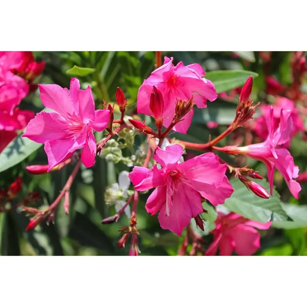 Flower-up Tropical Nerium oleander Pflanzen - 8 Stück - 25-38 cm - winterhart immergrün