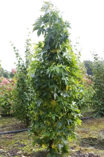 Amberbaum säulenförmig Liquidambar styracifl. Slender Silhouette - 7 L Topf 80-100 cm