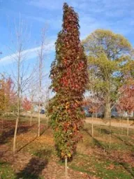 Amberbaum säulenförmig Liquidambar styracifl. Slender Silhouette - 7 L Topf 80-100 cm