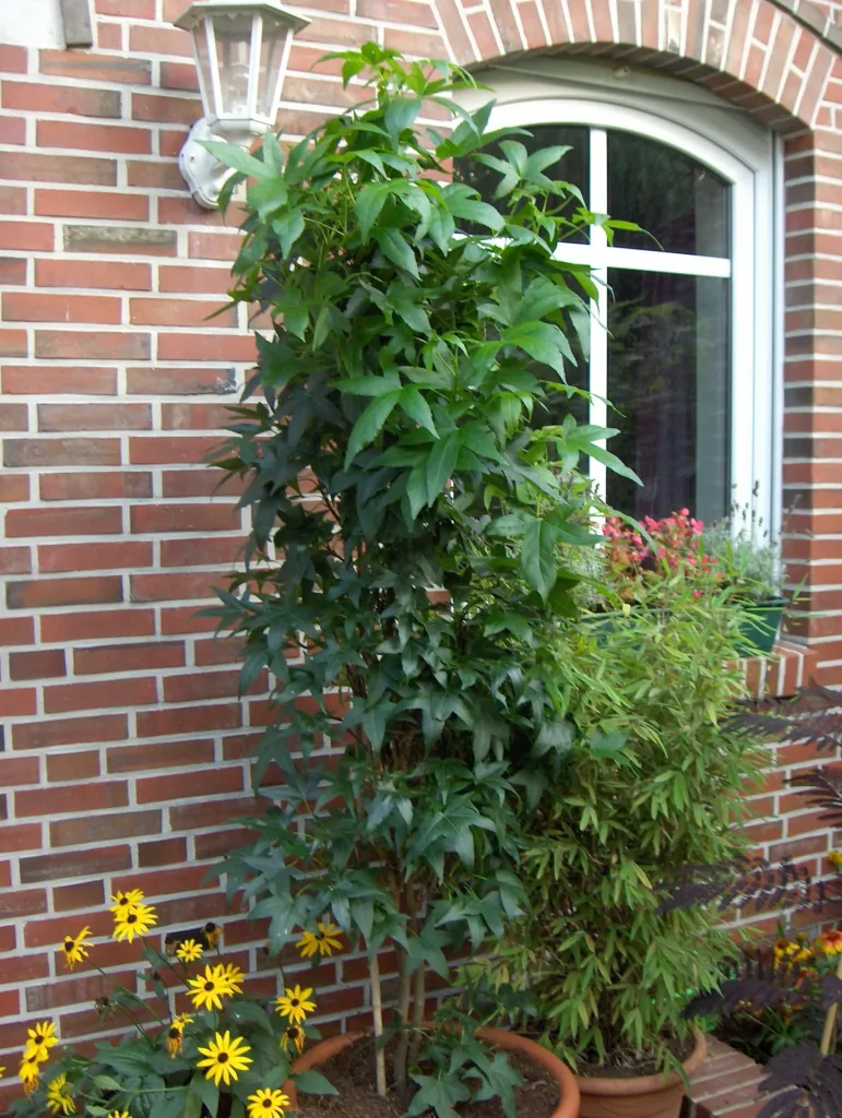 Amberbaum säulenförmig Liquidambar styracifl. Slender Silhouette - 7 L Topf 80-100 cm
