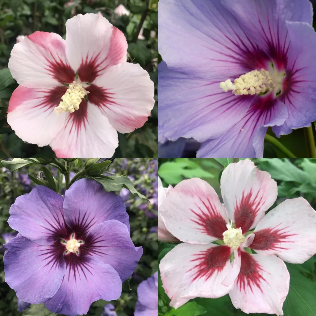 Garteneibisch Hibiscus syriacus "Hamabo" + "Marina", 4,6 Liter Topf, 50- 60 cm hoch, 2 Stück im Set