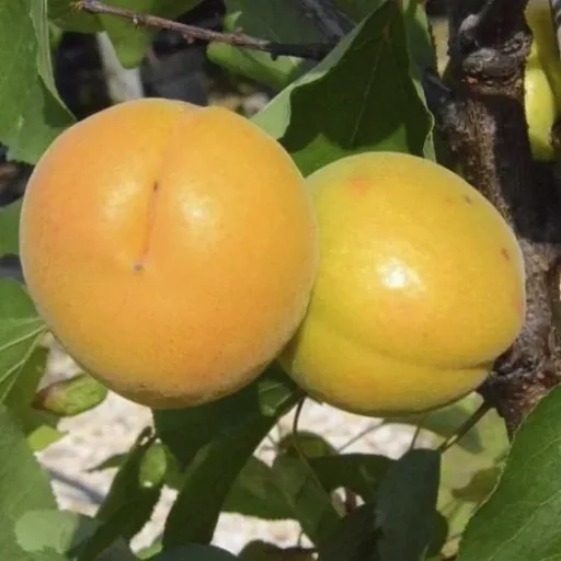 Aprikose 'Harlayne' (Prunus armeniaca) – winterharter Obstbaum, als Halbstamm, im 10-L-Container