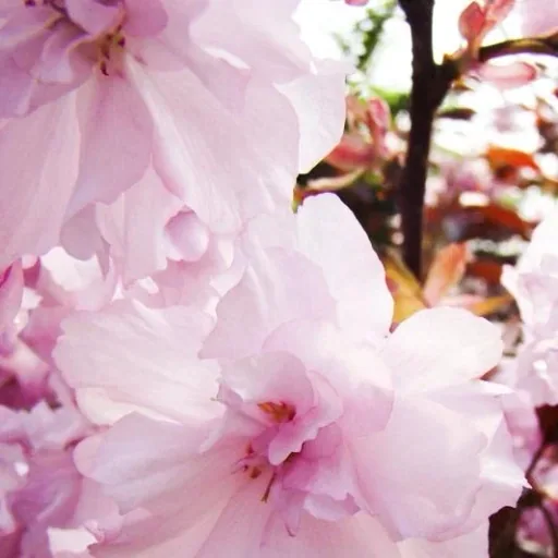 Nelkenkirsche japanisch Kanzan - Prunus serrulata - 20 L Topf Stammhöhe 120 cm