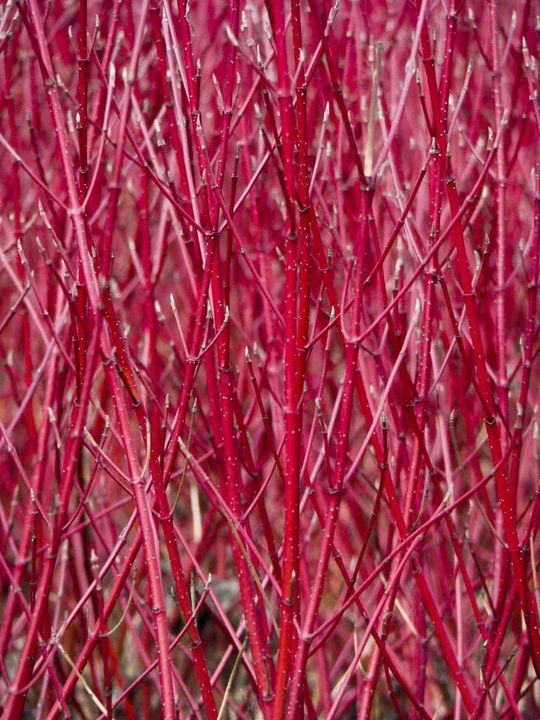 Hartriegel weißbunt Elegantissima - Cornus alba - 12 L Topf 100-125 cm