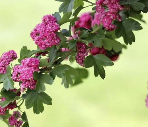 Rotdorn Paul´s Scarlet - Crataegus laevigata - 7 L Topf 80-100 cm