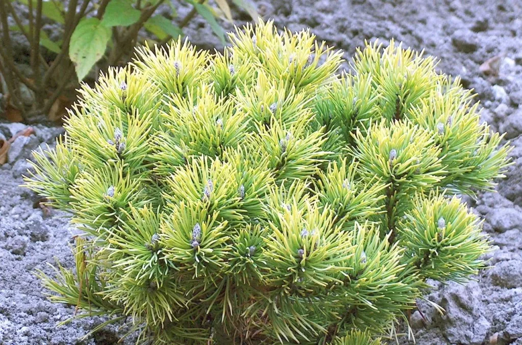 Berg-Kiefer "Winter Gold", Pinus mugo "Winter Gold'", 7,5 Liter, Topf 30-40 cm hoch